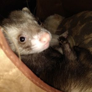 Meet your Posher, Machelle